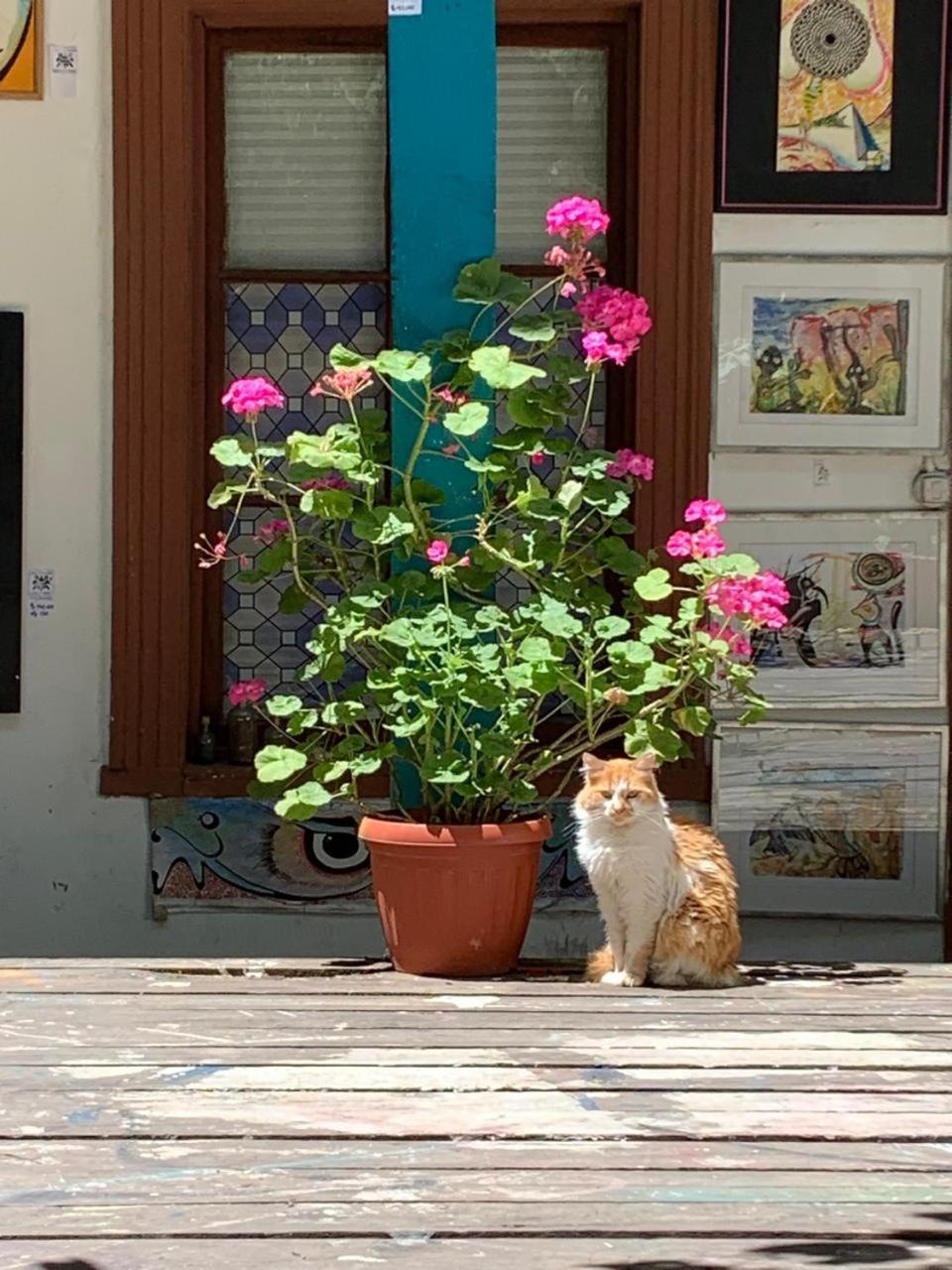 Art Hostel Casa Chaman Valparaíso Dış mekan fotoğraf